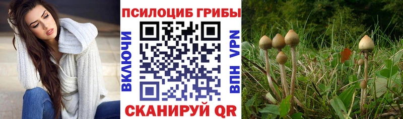 Галлюциногенные грибы Psilocybine cubensis  Галич 